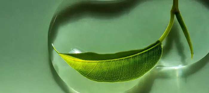 Myrothamnus Flabellifolia Leaf Extract